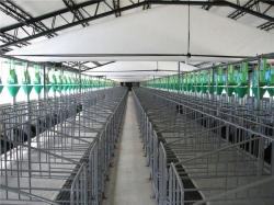 自動化養豬設備